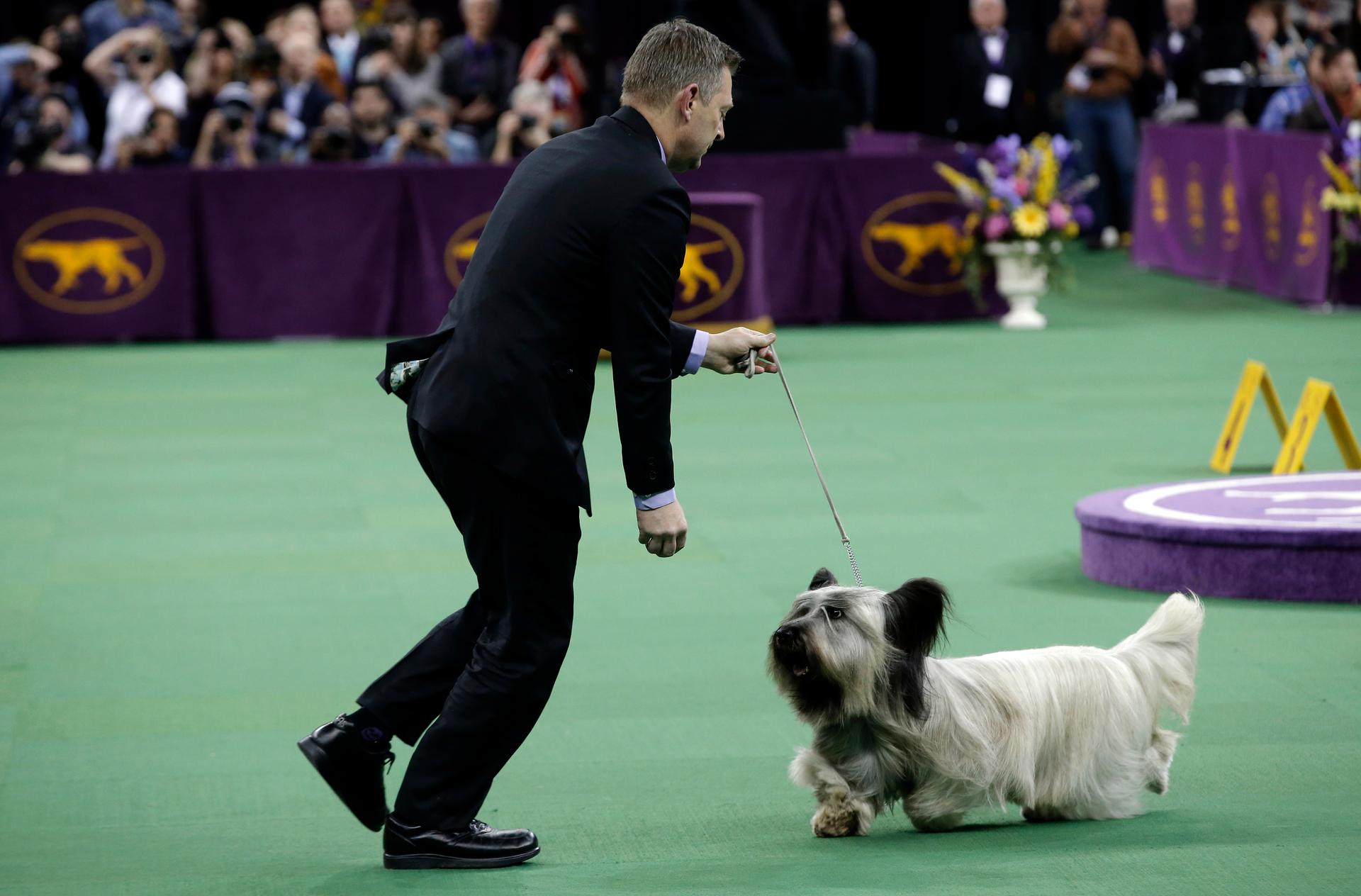 Charlie, a Skye Terrier, runs with handler Larry Cornelius after winning the Terrier Group competition at the139th Westminster Kennel Club Dog Show at Madison Square Garden in the Manhattan borough of New York February 17, 2015.