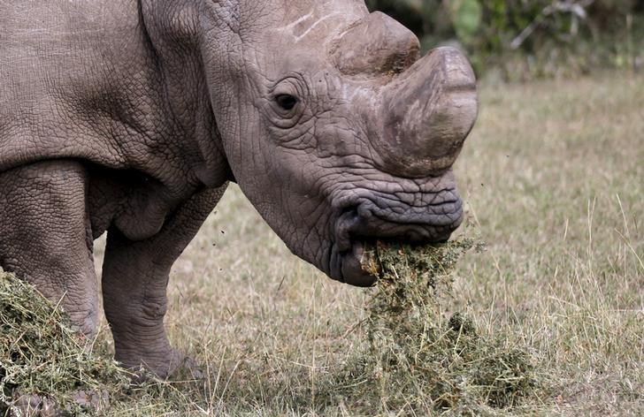 The last surviving male Northern White Rhino named Sudan grazes at the Ol Pejeta Conservancy in Laikipia National Park, Kenya.