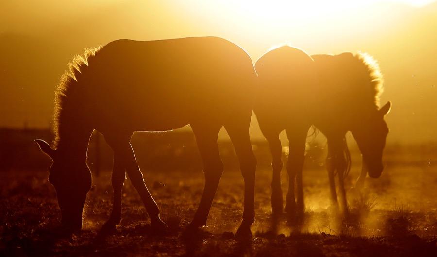 Przewalski's horses graze at an acclimatization enclosure in the early morning at the Takhin Tal National Park, part of the Great Gobi B Strictly Protected Area, in southwest Mongolia, on June 23.