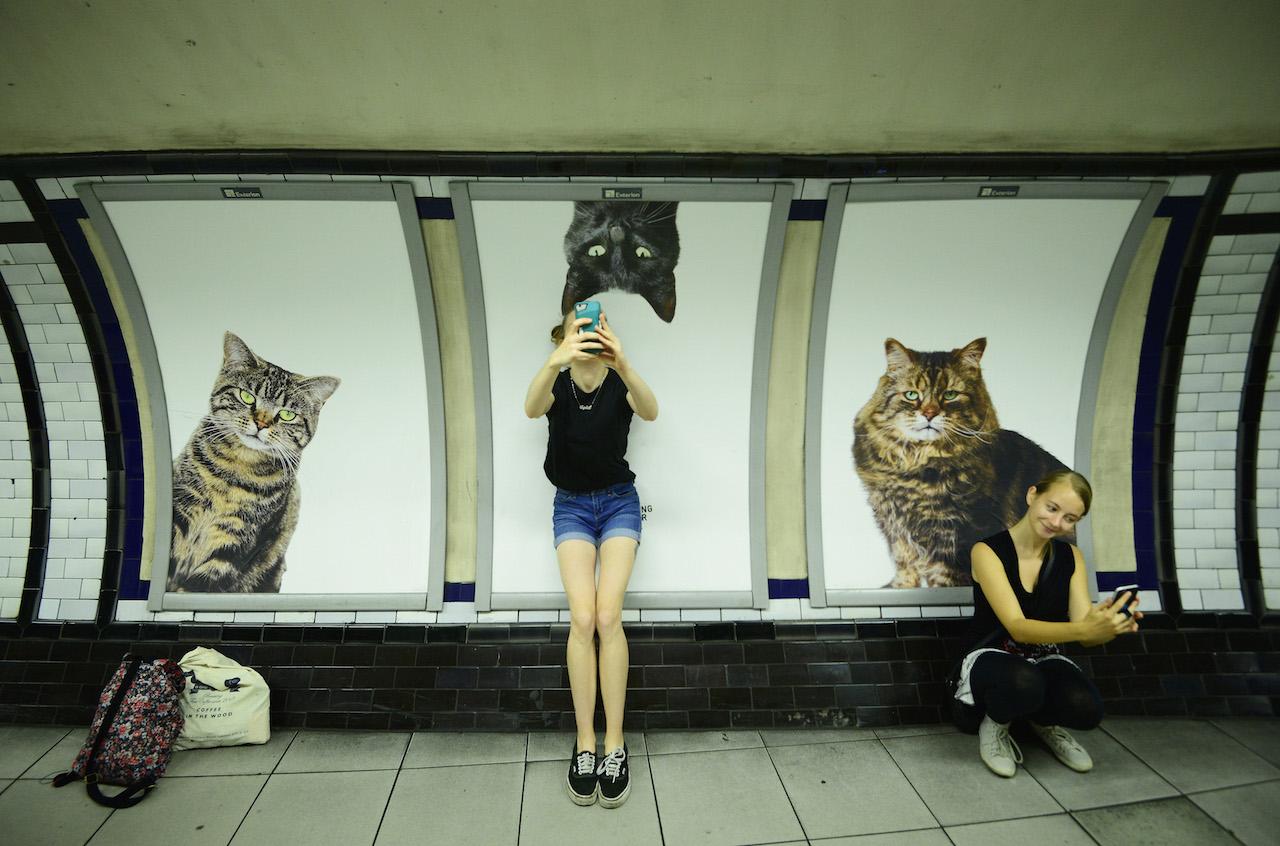 Subway cats selfies