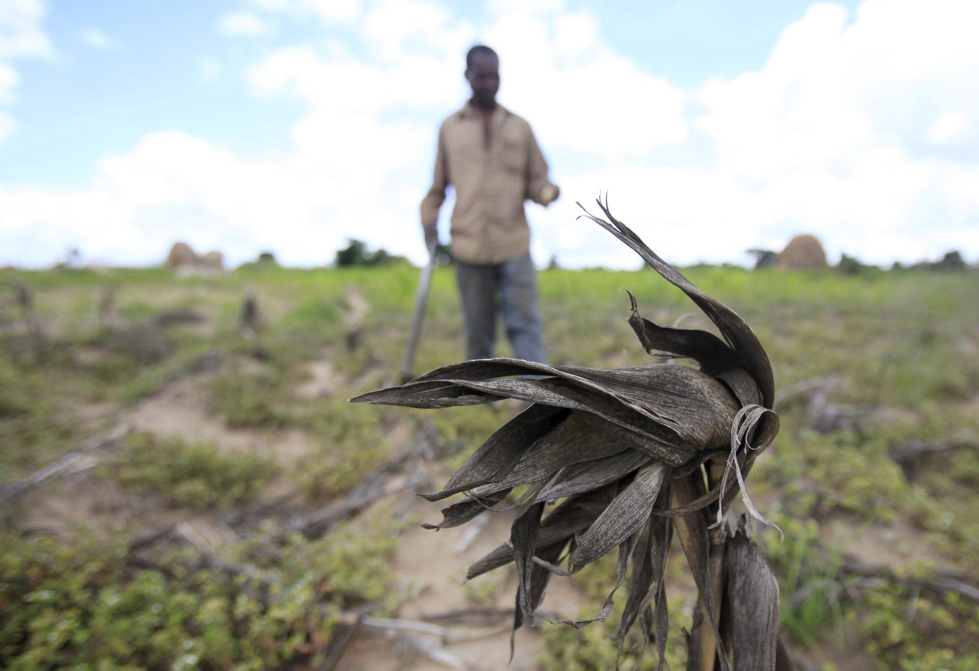 The UN World Food Program says about 14 million people face hunger across Southern Africa because of the current drought, including more than 10 percent of the population in Zimbabwe, where this farmer surveyed his withered corn crop in late January.