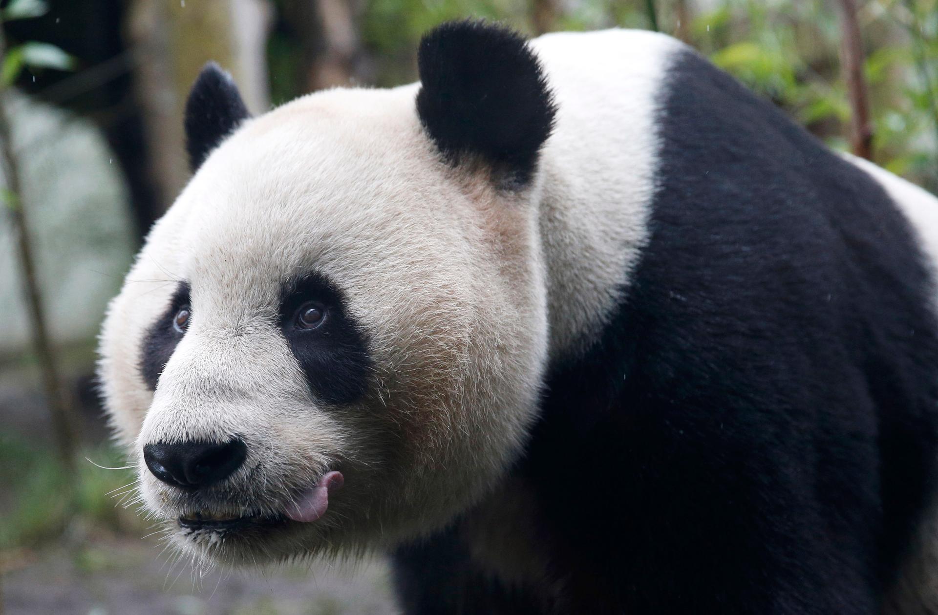 Tian Tian, a giant panda walks in the outdoor enclosure at Edinburgh Zoo ,Scotland April 12, 2016. The Royal Zoological Society of Scotland and Royal Botanic Garden Edinburgh will perform research into the complexity of the panda diet.