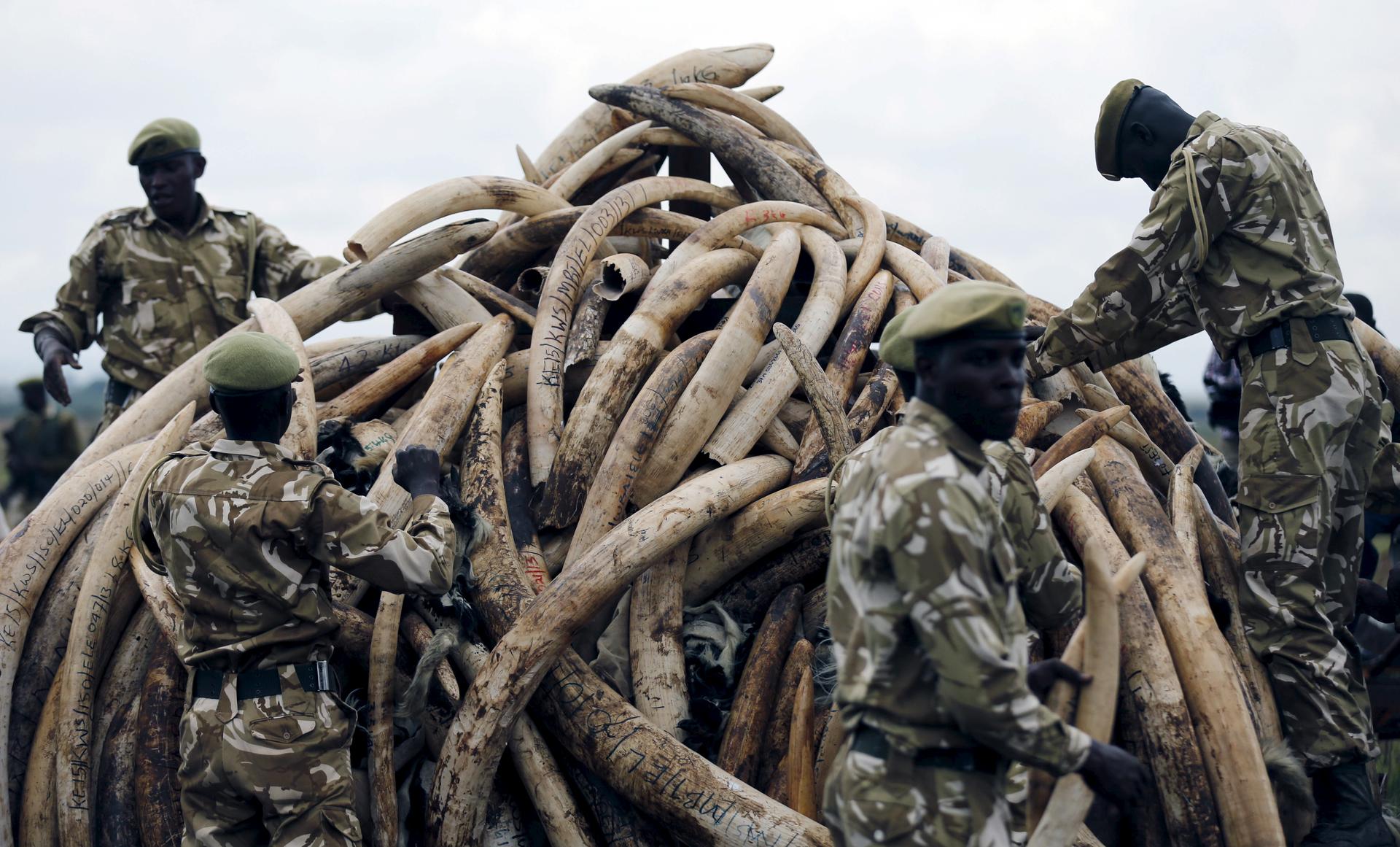 Kenya Wildlife Service rangers stack elephant tusks, part of an estimated 105 tonnes of confiscated ivory to be set ablaze, on a pyre at Nairobi National Park near Nairobi, Kenya, April 20, 2016.