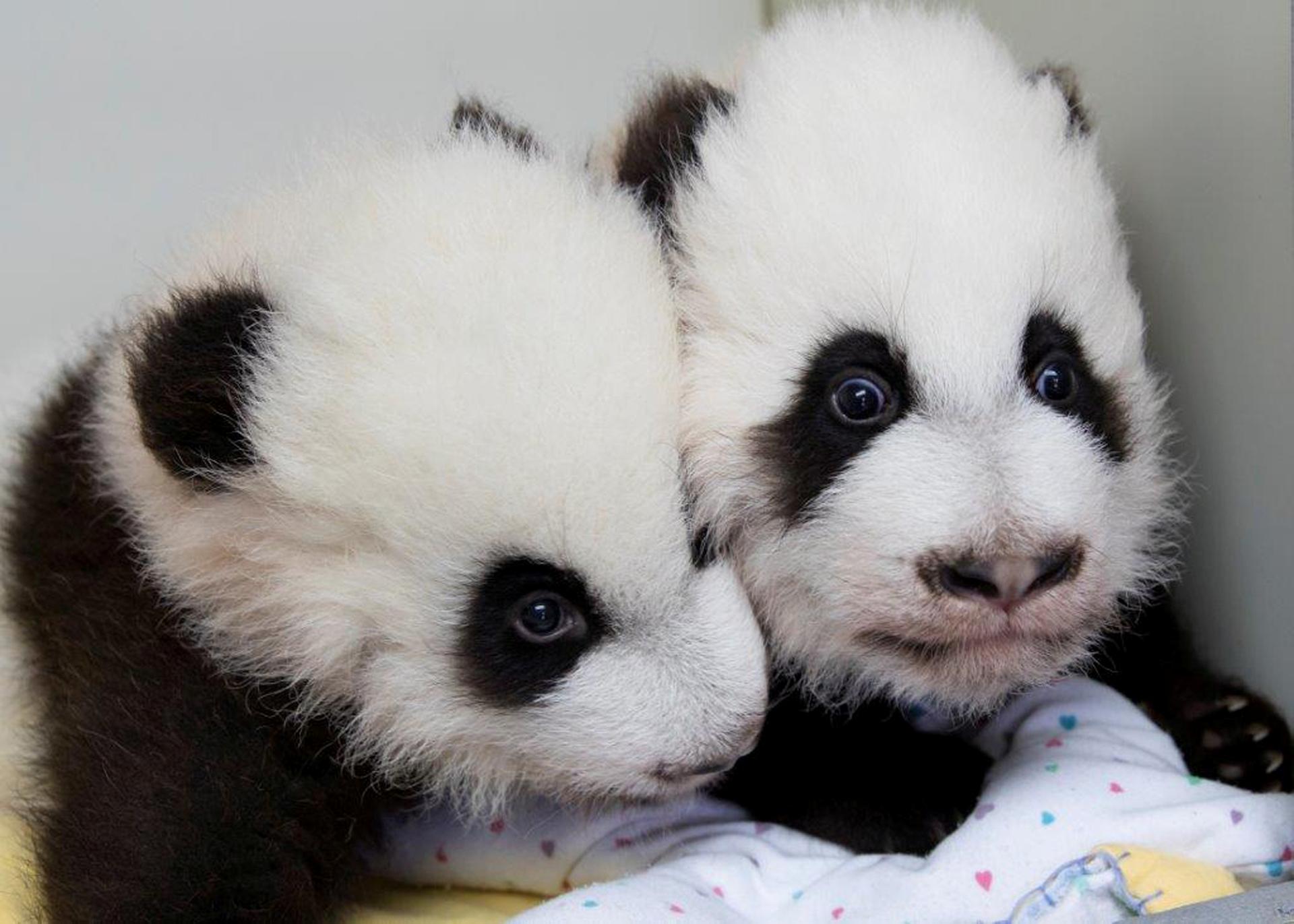 Here are giant panda twins Ya Lun and Xi Lun at the Atlanta zoo.