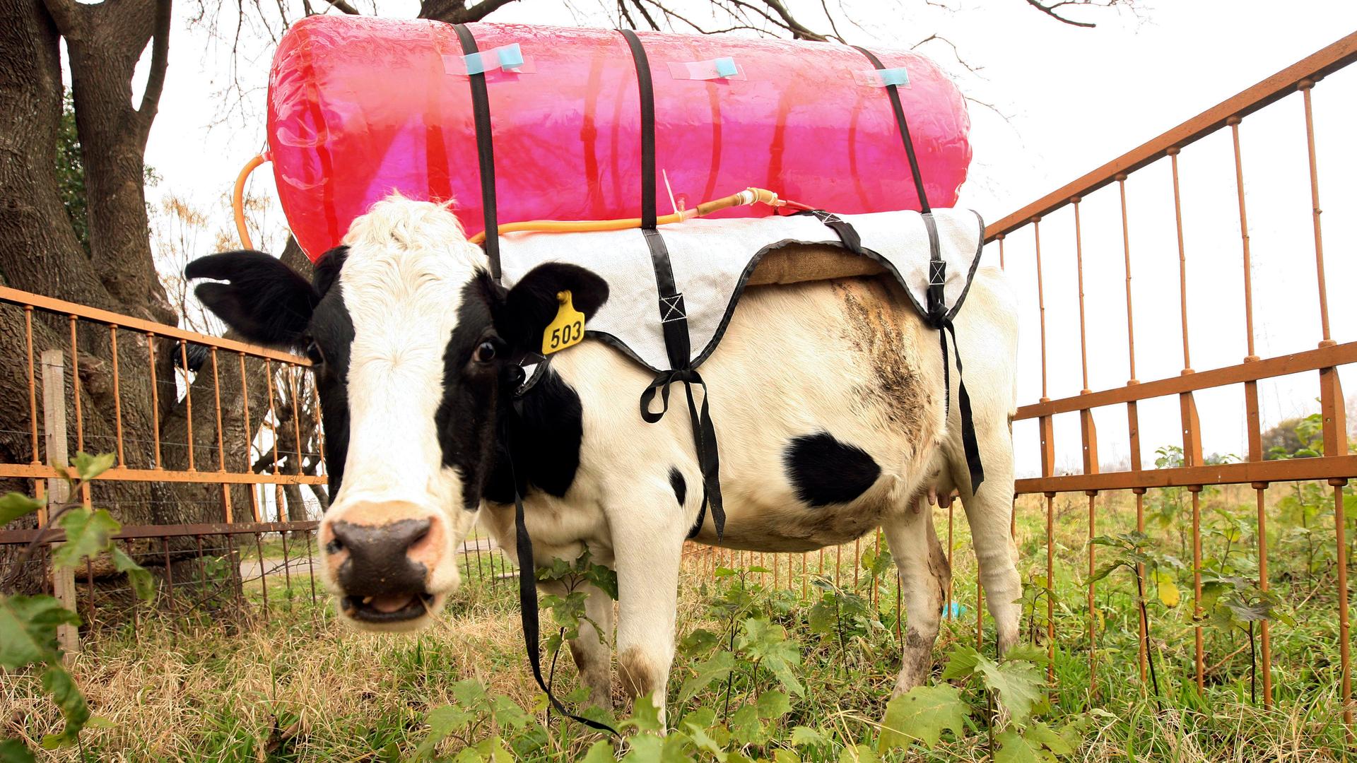 A cow in Beunos Aires wears a 'backpack', which collects the animal's burps