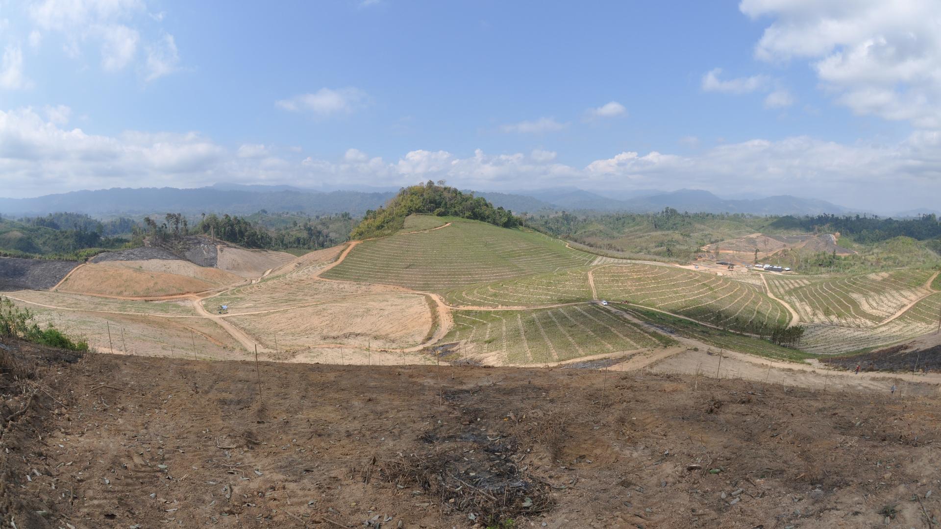 A forest area in Xayabouri, Laos cleared to plant rubber trees.