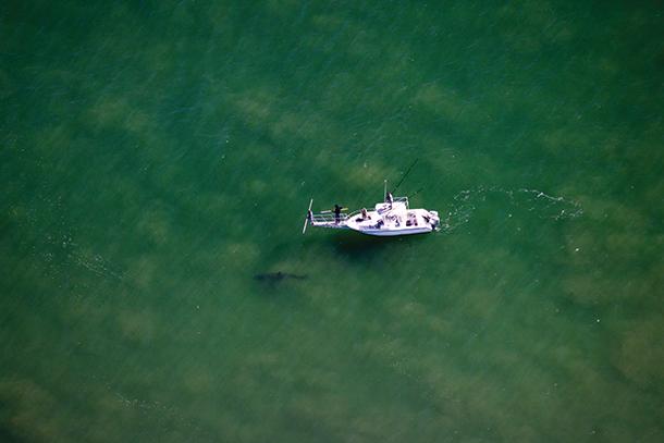 Shark from above