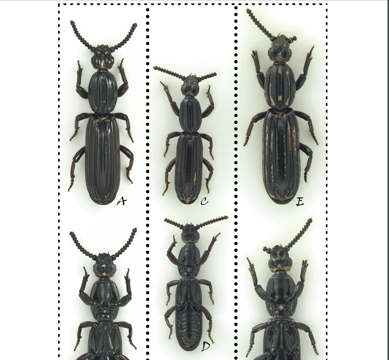 An image from the article
