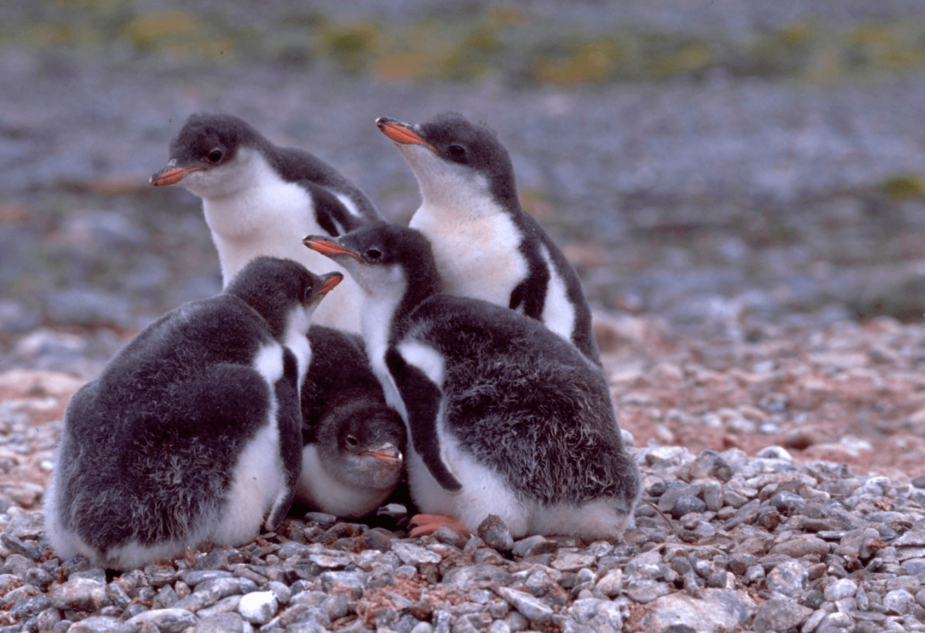 A huddle of penguin chicks. Groups of penguins are also called 