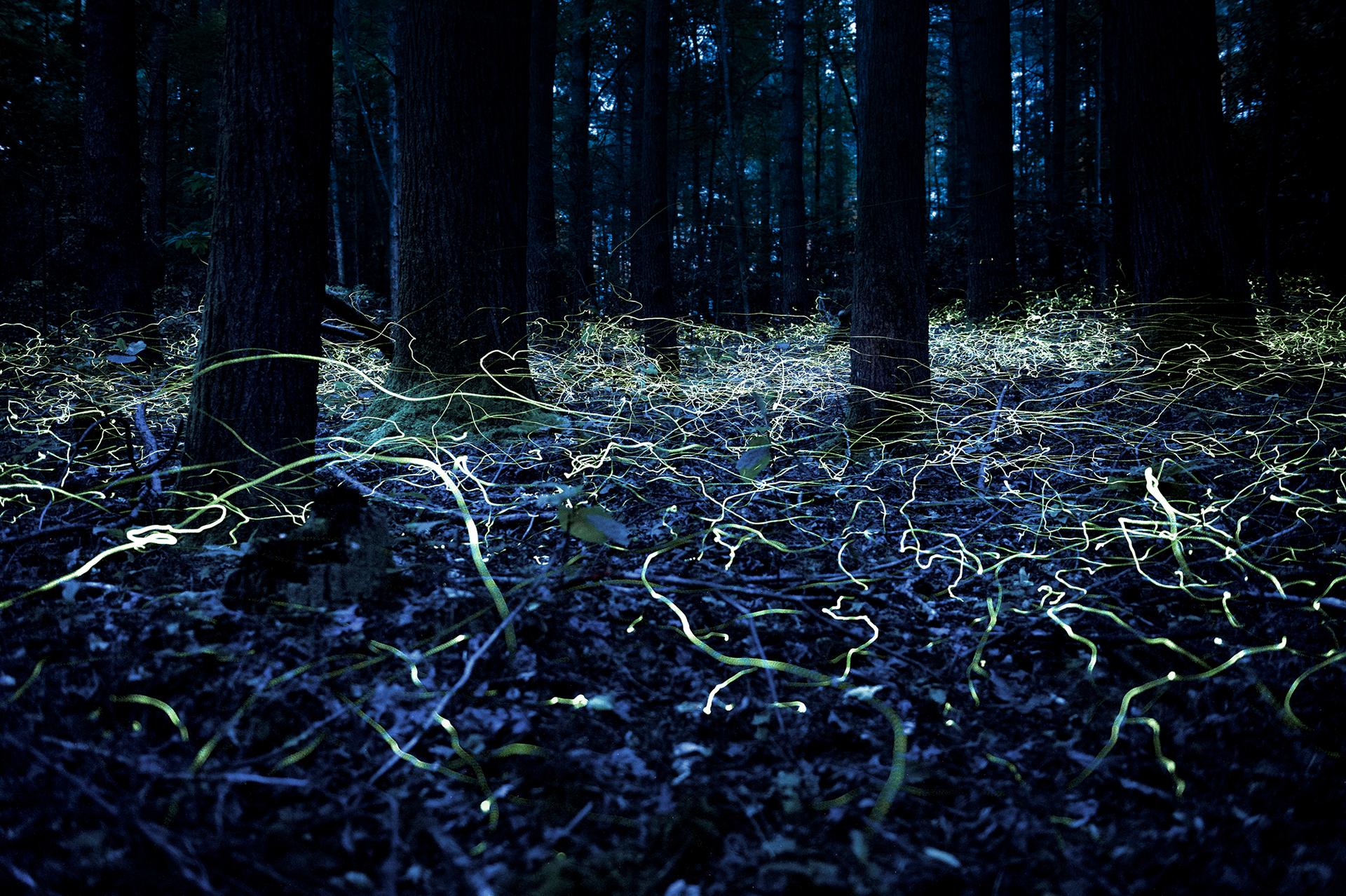 Blue ghost fireflies