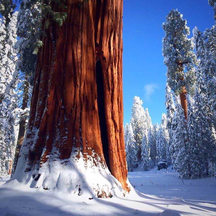 Sequoia National Park