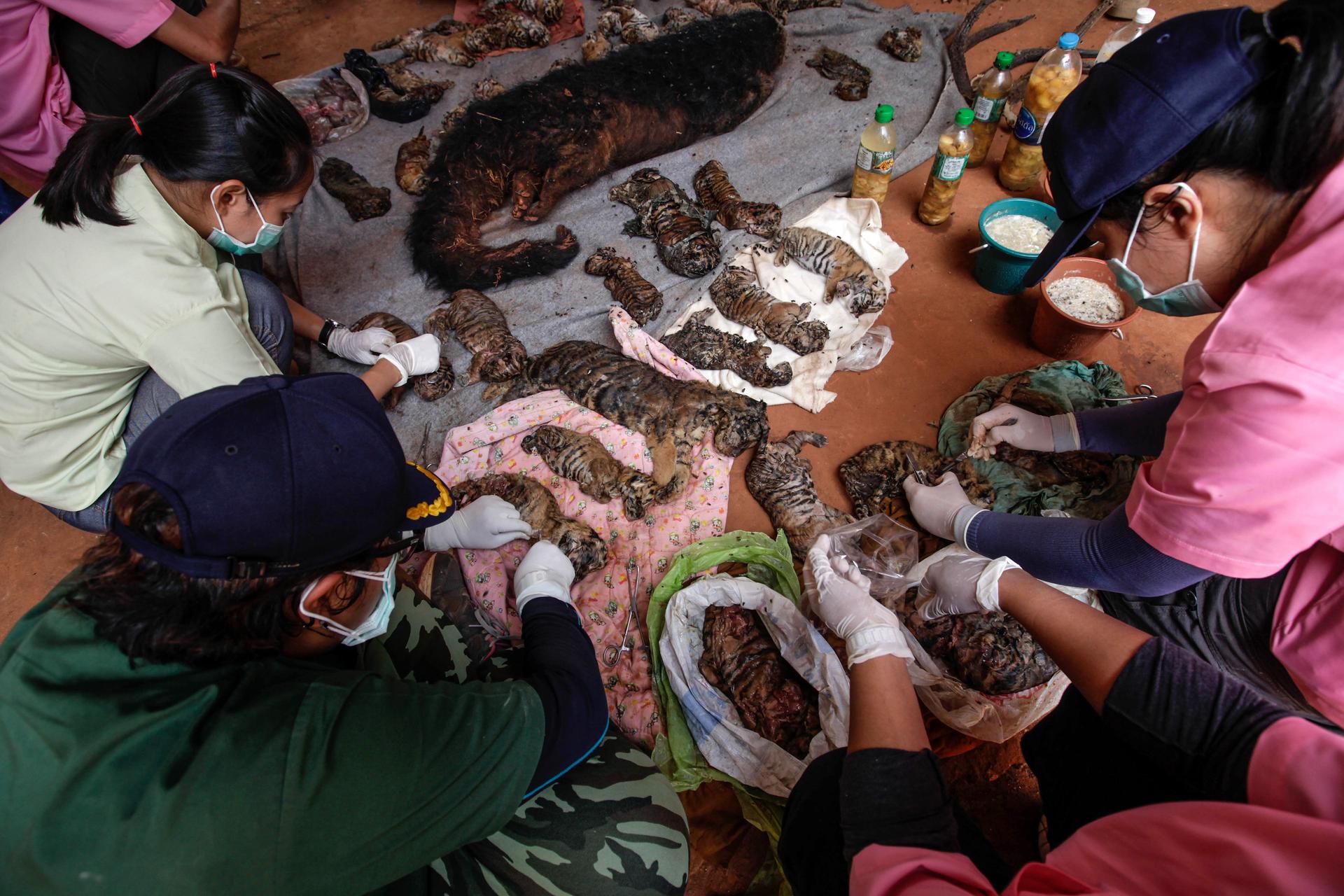 Thai government wildlife officers collect samples for DNA testing from the carcasses of 40 tiger cubs and a Binturong (also known as a bearcat) found undeclared at the Wat Pha Luang Ta Bua Tiger Temple on June 1, 2016 in Kanchanaburi province, Thailand. W