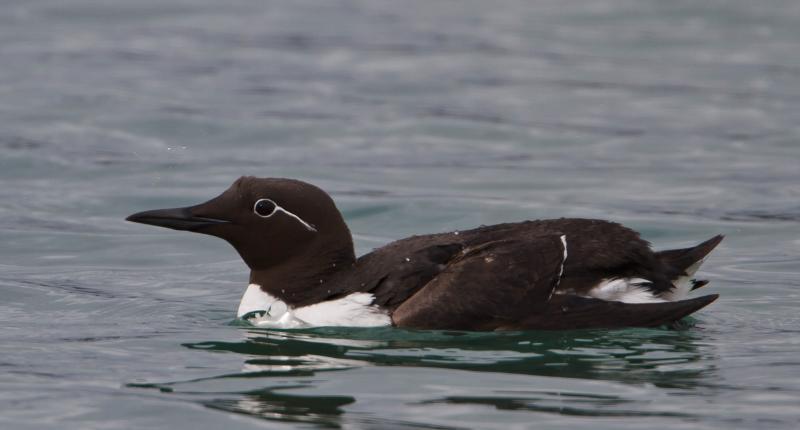 A Common Murre in Iceland.