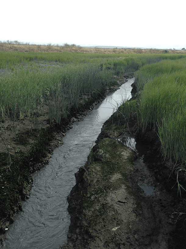 the small wetlands in Alviso