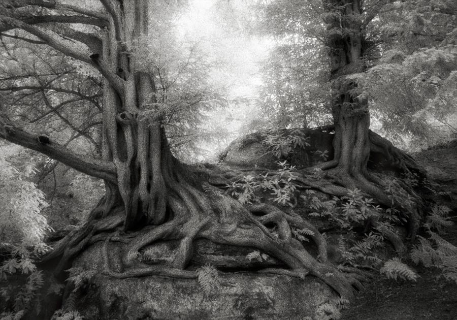 The Yews of Wakehurst in England