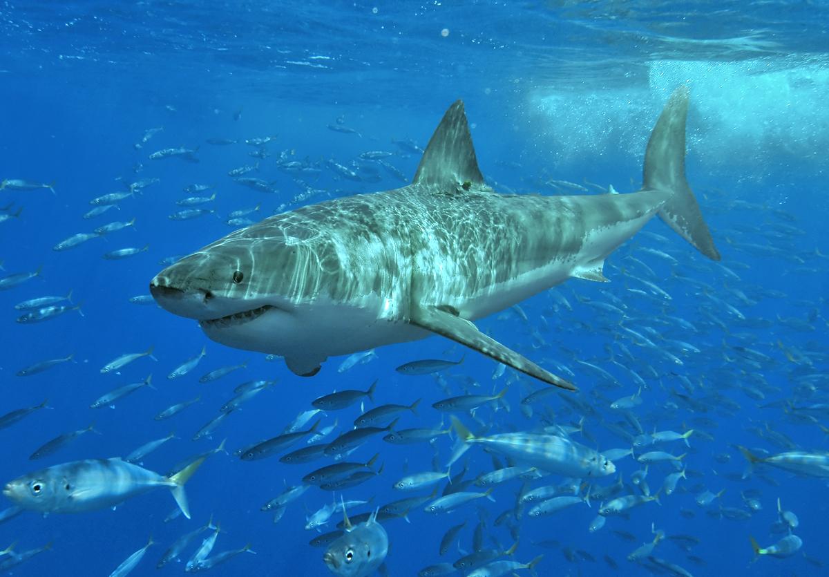 A Great White Shark was killed just months after being tagged. Now scientists want to know how.