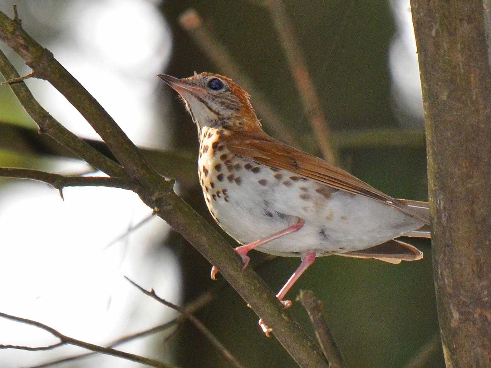 A wood thrush, photographed in Crystal Lake, Illinois.