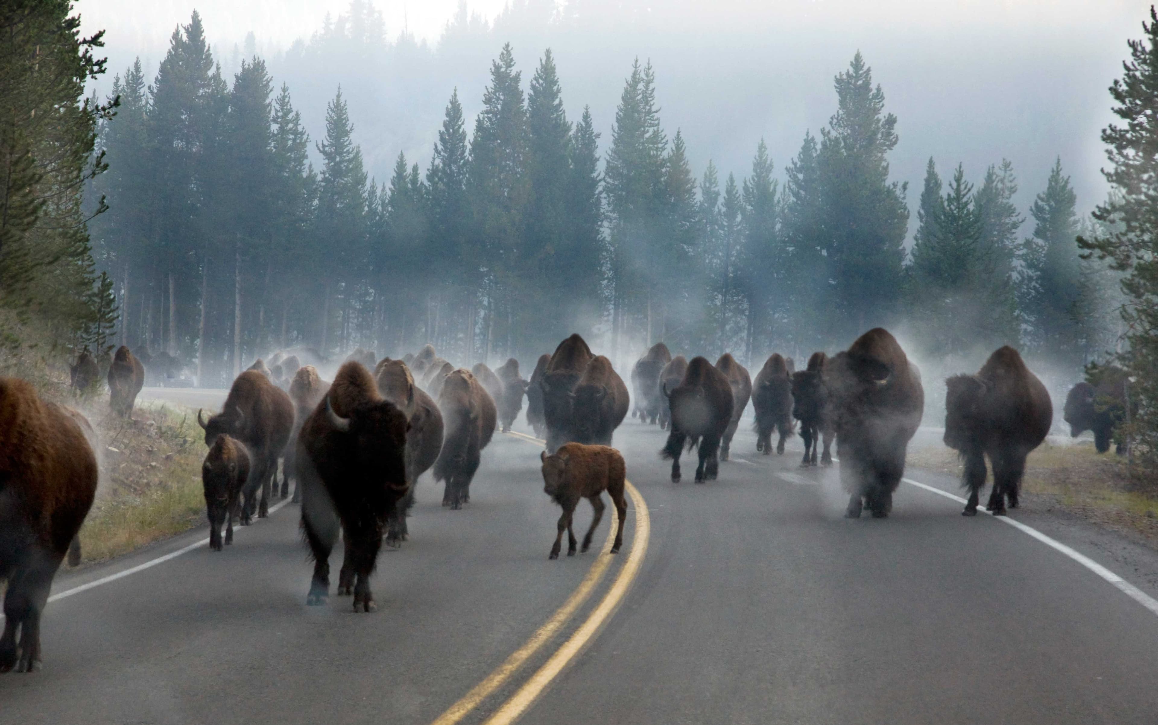 Yellowstone National Park