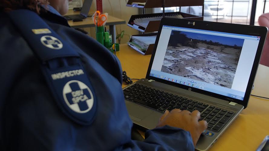 A NSPCA officer reviews a video of multiple donkey hides found at an illegal abattoir.