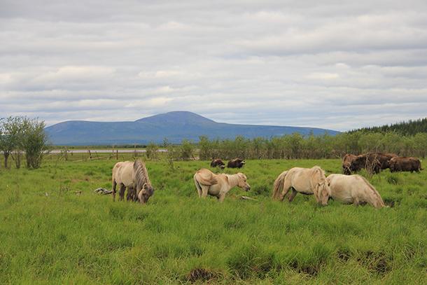 Yakutian horses grazing