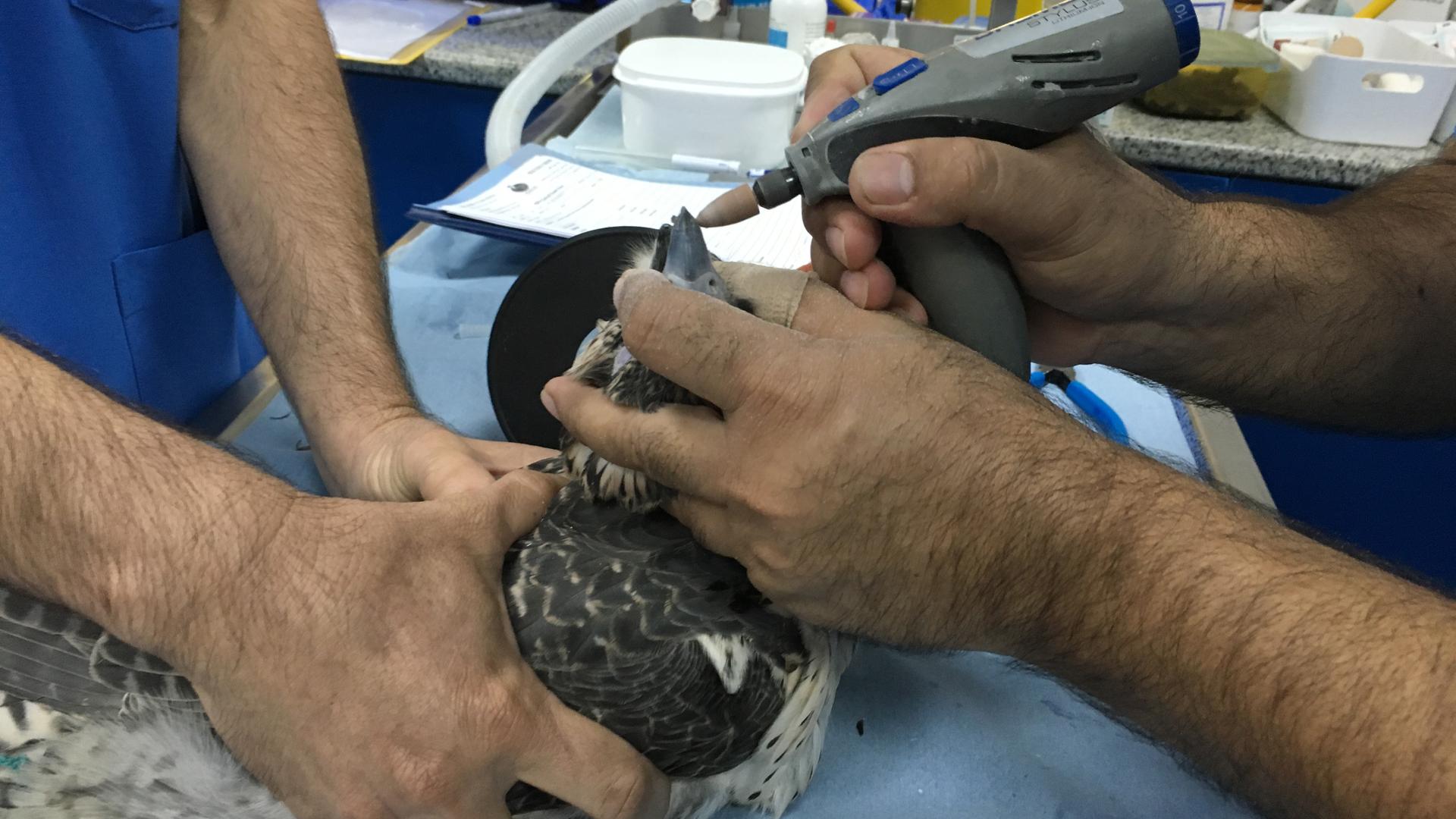 A falcon gets its beak in shape at the Abu Dhabi Falcon Hospital.
