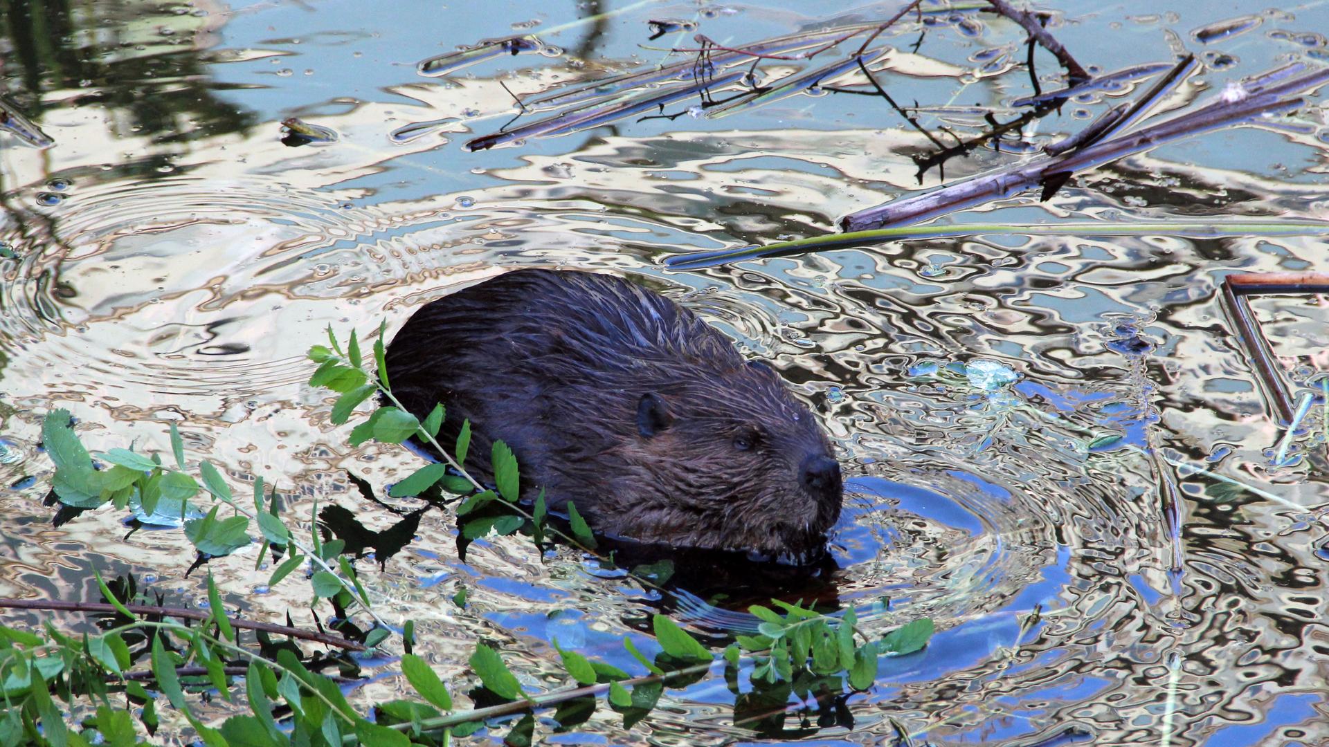 These beavers even have a Twitter account.