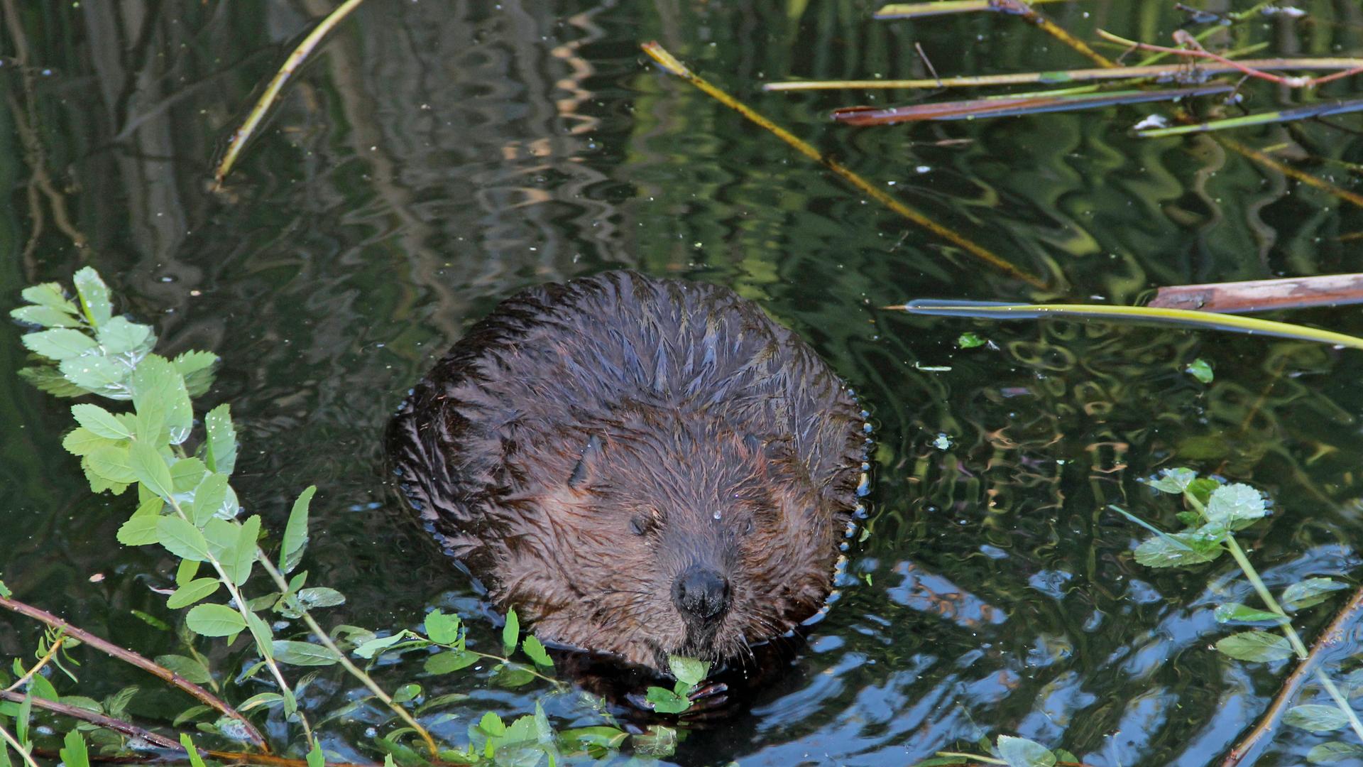 One of Vancouver's urban beavers.