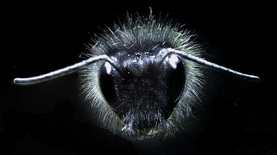 Bumblebee showing the array of hairs on its body. Image courtesy of Gregory Sutton, Dom Clarke, Erica Morley, and Daniel Robert