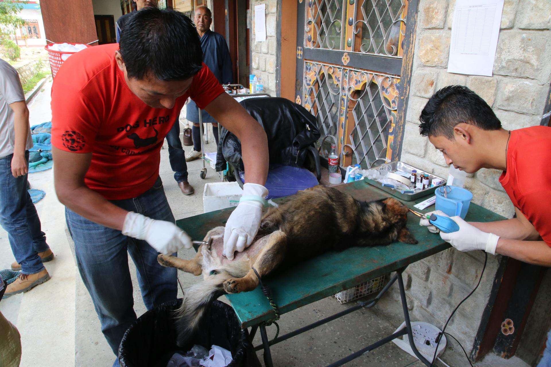 In pre-op at a clinic in the Bhutanese city of Paro, one vet tech shaves and sterilizes a male dog before surgery, while another cuts and cauterizes a notch in the left ear to identify the dog as having been neutered.