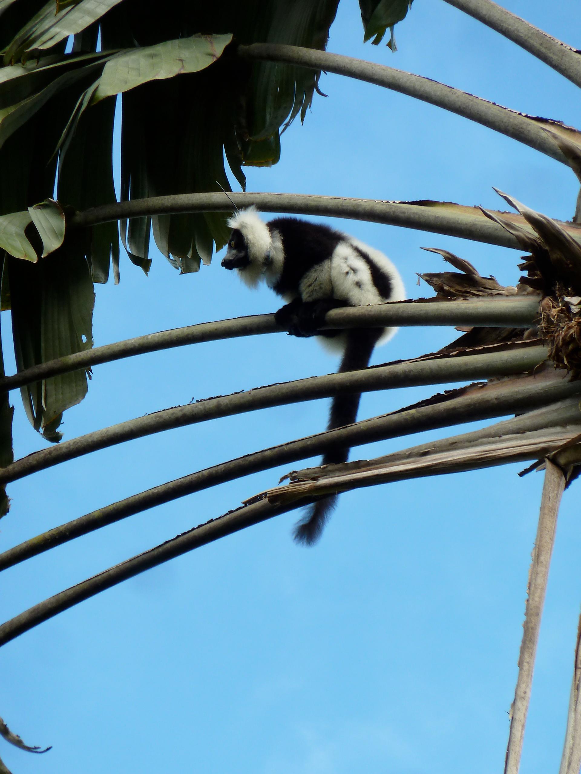 A black and white lemur looms in a tree above the village of Kianjavato, in southern Madagascar. Many lemur species are now critically endangered due to widespread deforestation. But their poop often holds the key to reforesting parts of the island.
