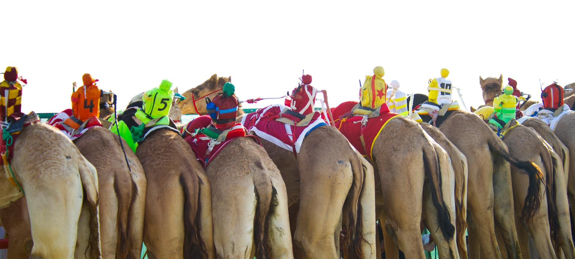 Camels ridden by mechanical robots race to the finish during a six kilometer race at the 12th International Camel Race in Kebd February 14, 2012. According to organizers, camel jockeys were replaced by mechanical robots since 2005 due to international pre