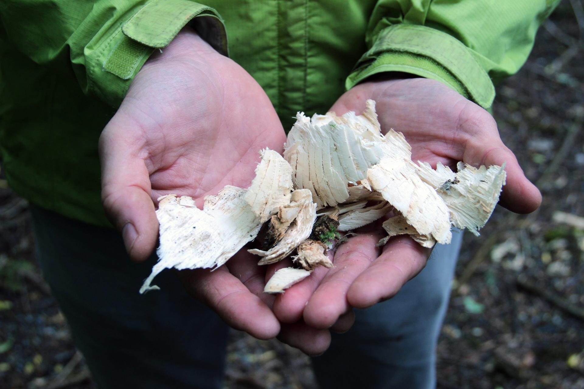 Vancouver biologist Nick Page holding tree shavings from beaver activity.