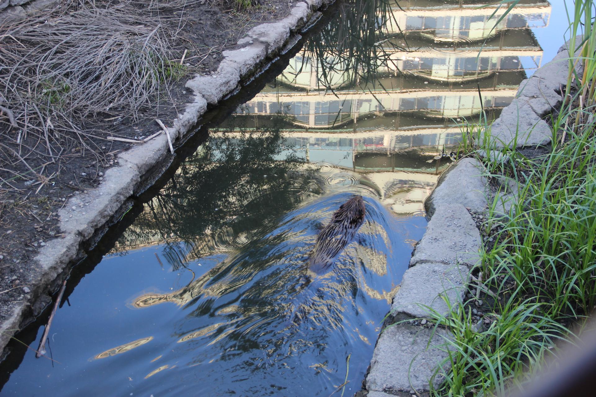 An urban beaver going for a swim in Vancouver's Hinge Park.
