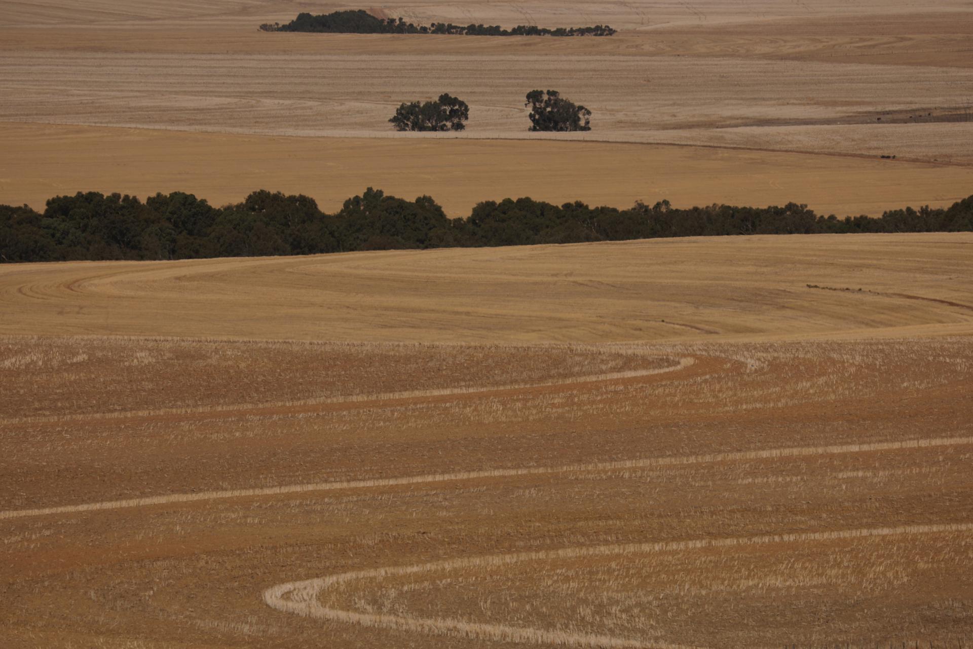 Fields of harvested wheat are seen near Cape Town, South Africa, Feb. 3, 2018. After two years of drought, concerns are growing around agriculture as the city faces 