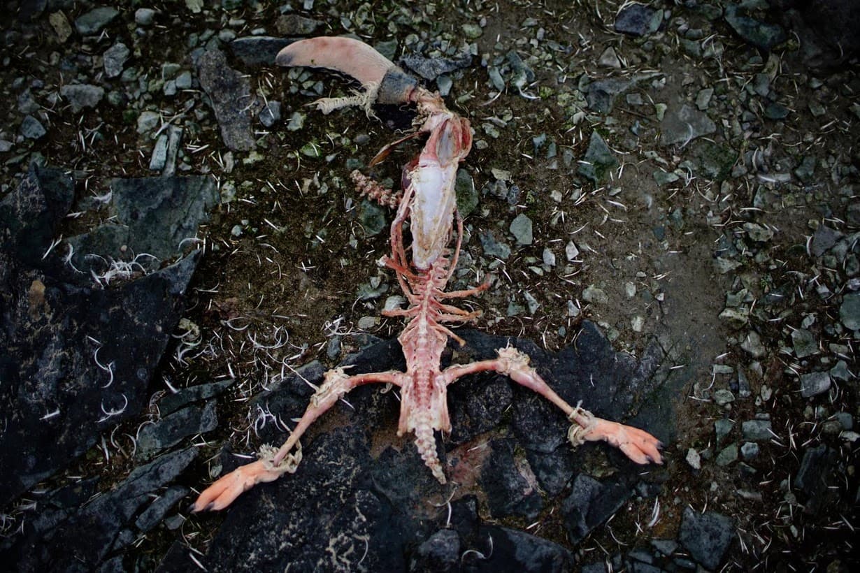 A penguin's carcass.