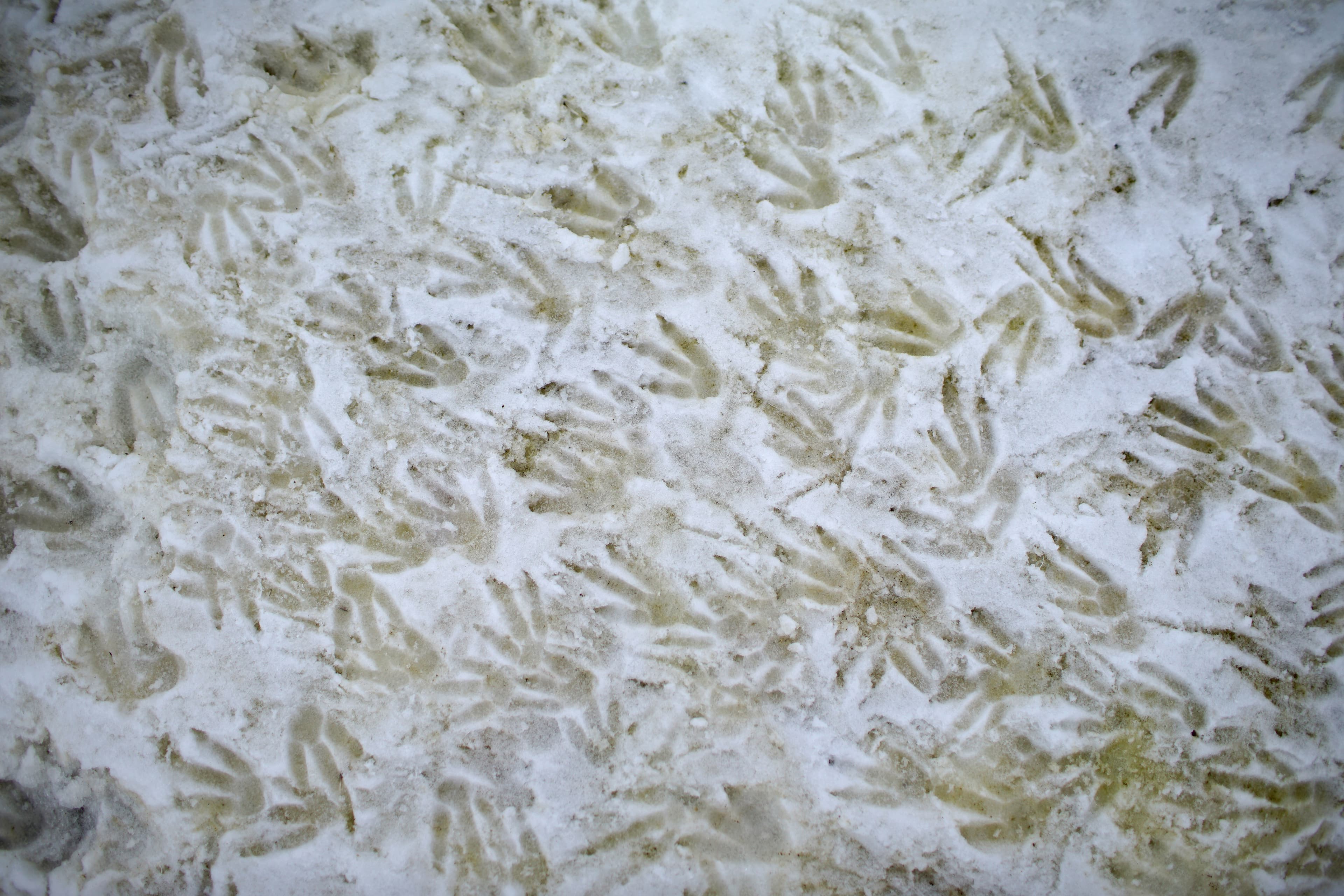 Penguin footprints