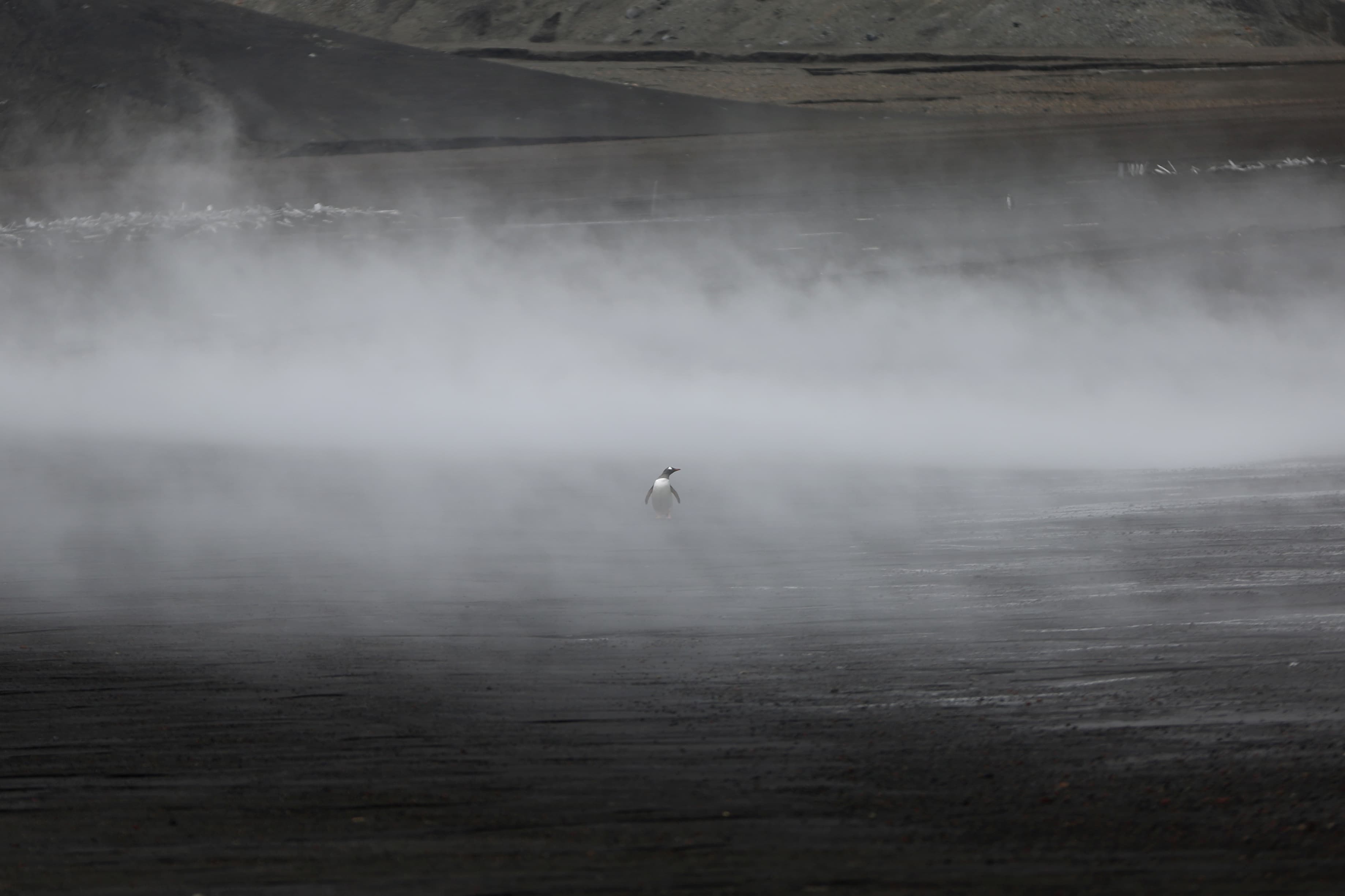 A penguin walks through the geothermal fog on Deception Island, which is the caldera of an active volcano in Antarctica.