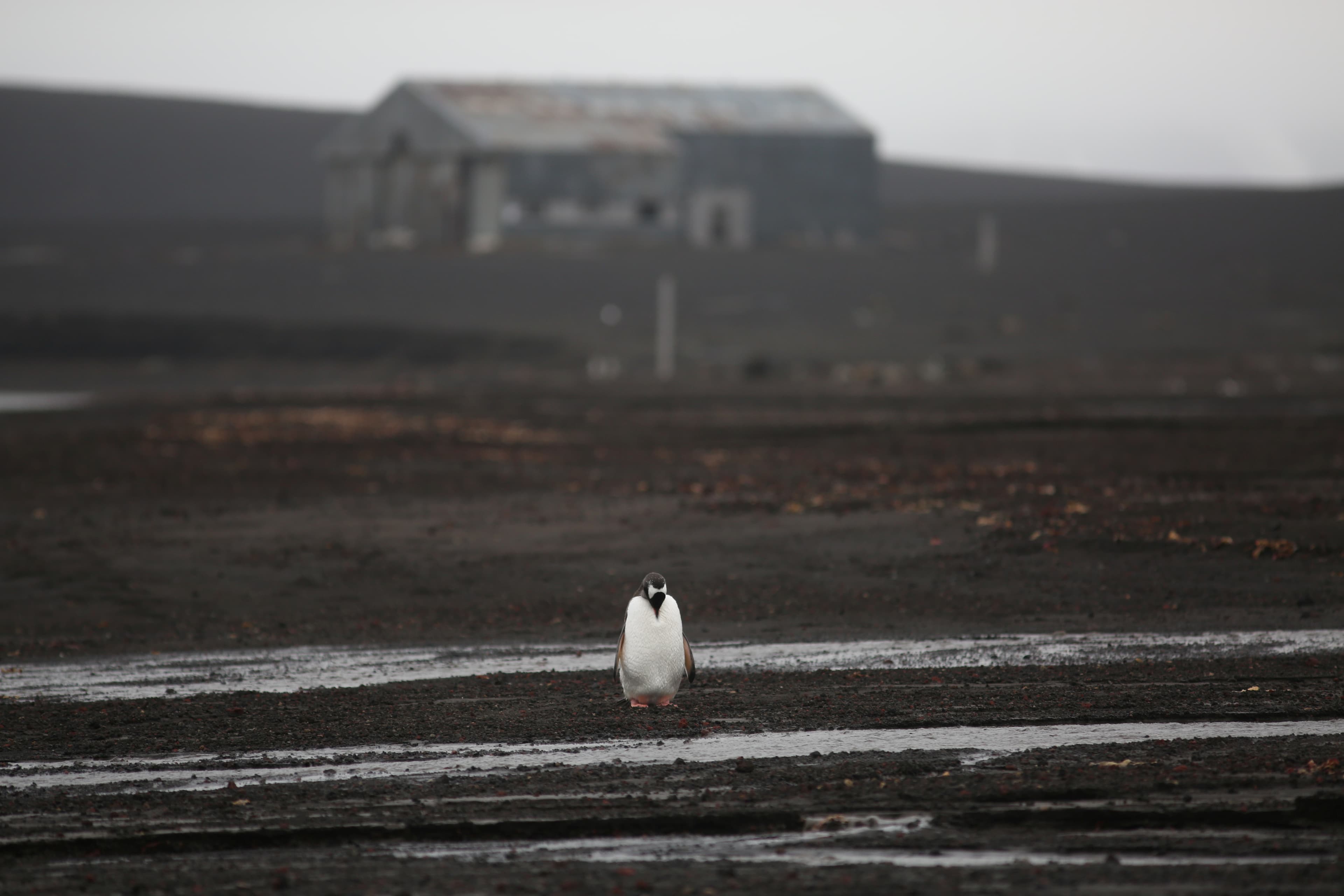 one penguin