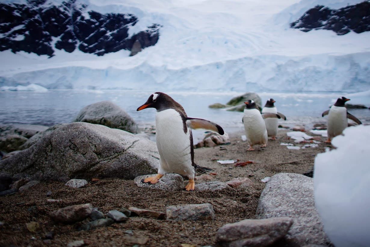 Penguins in Neko Harbor.