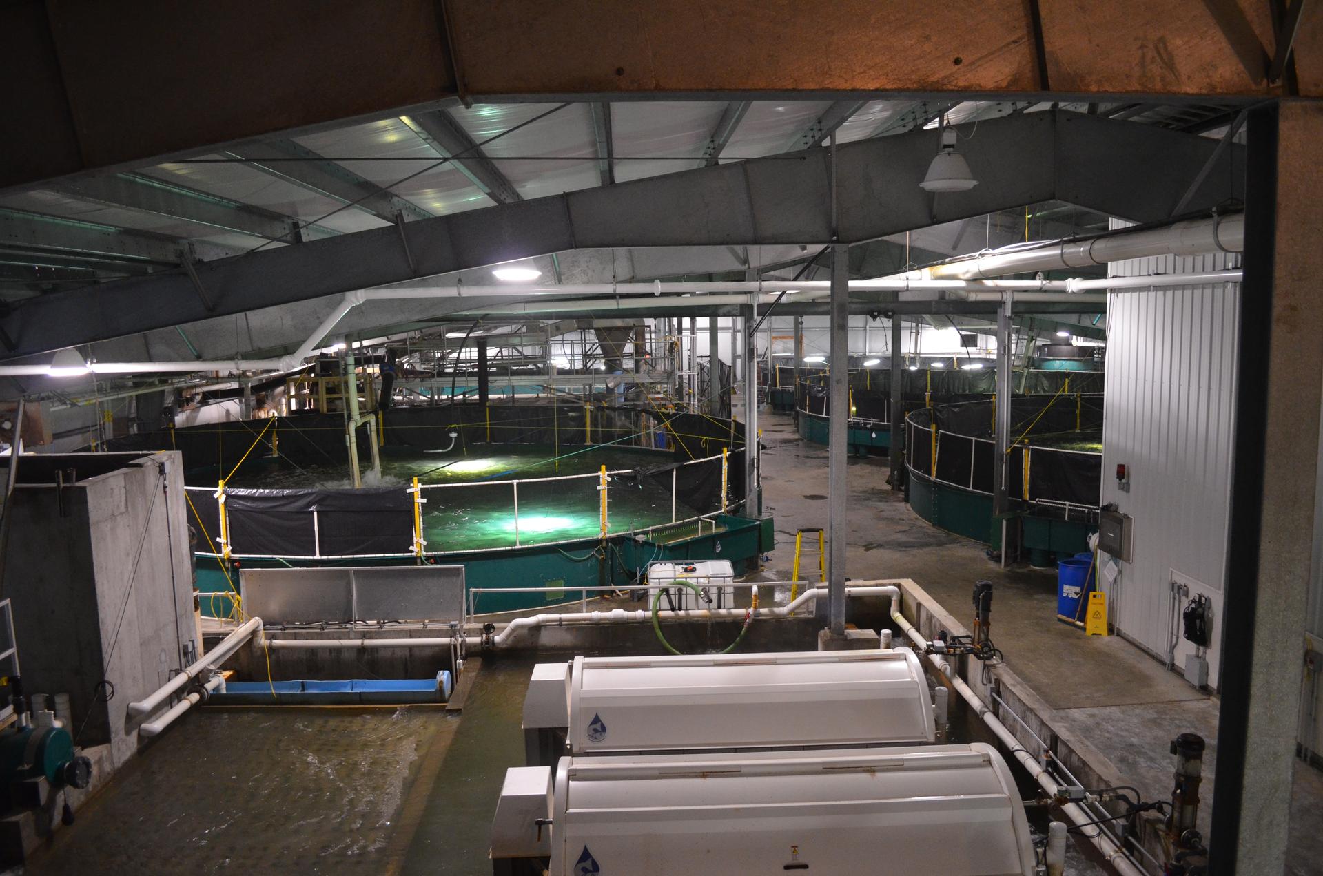 Each tank in the Kuterra facility holds hundreds of salmon. The company harvests roughly 12,000 pounds of fish a week.