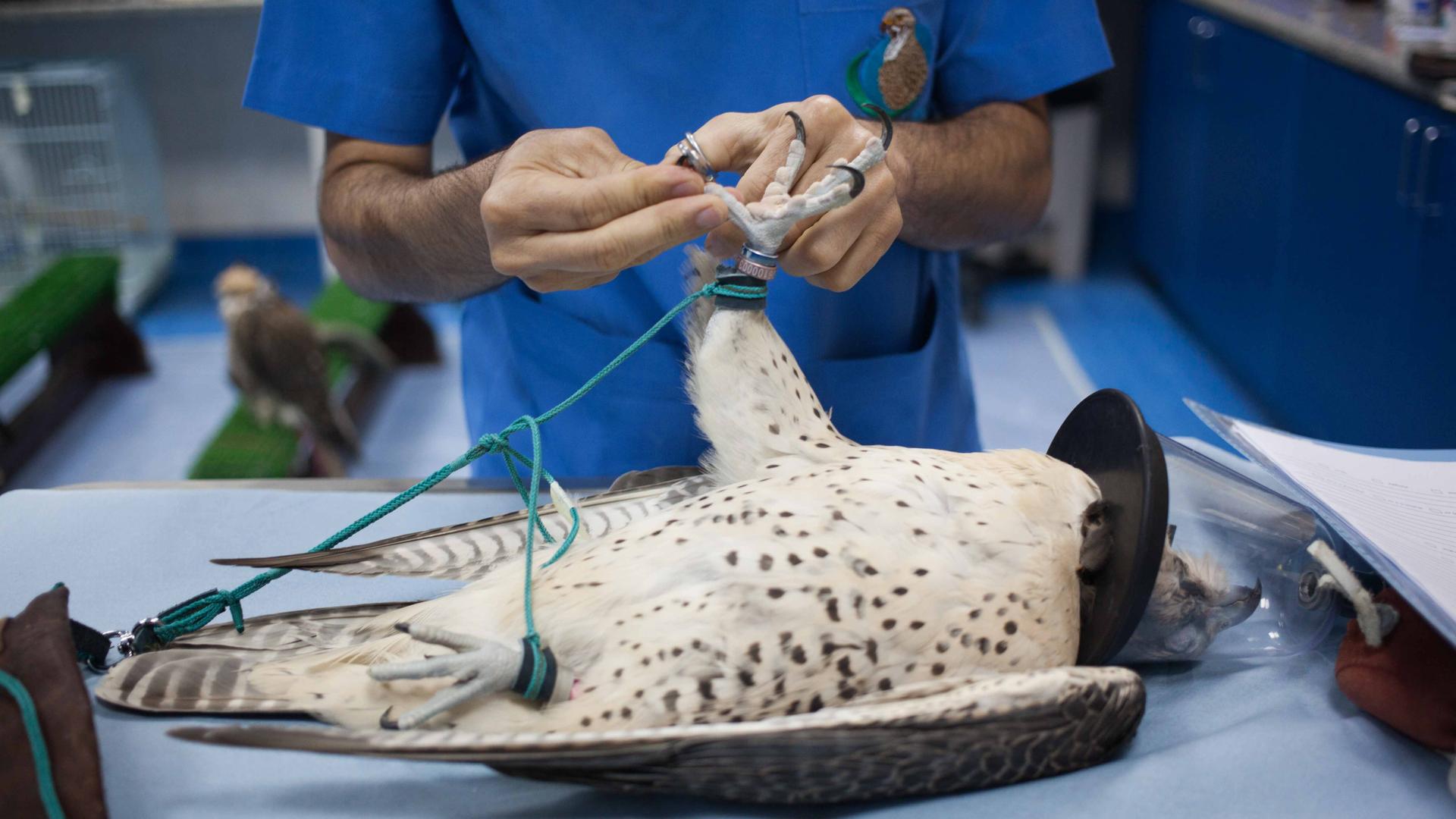 A falcon gets its talons in shape at the Abu Dhabi Falcon Hospital.