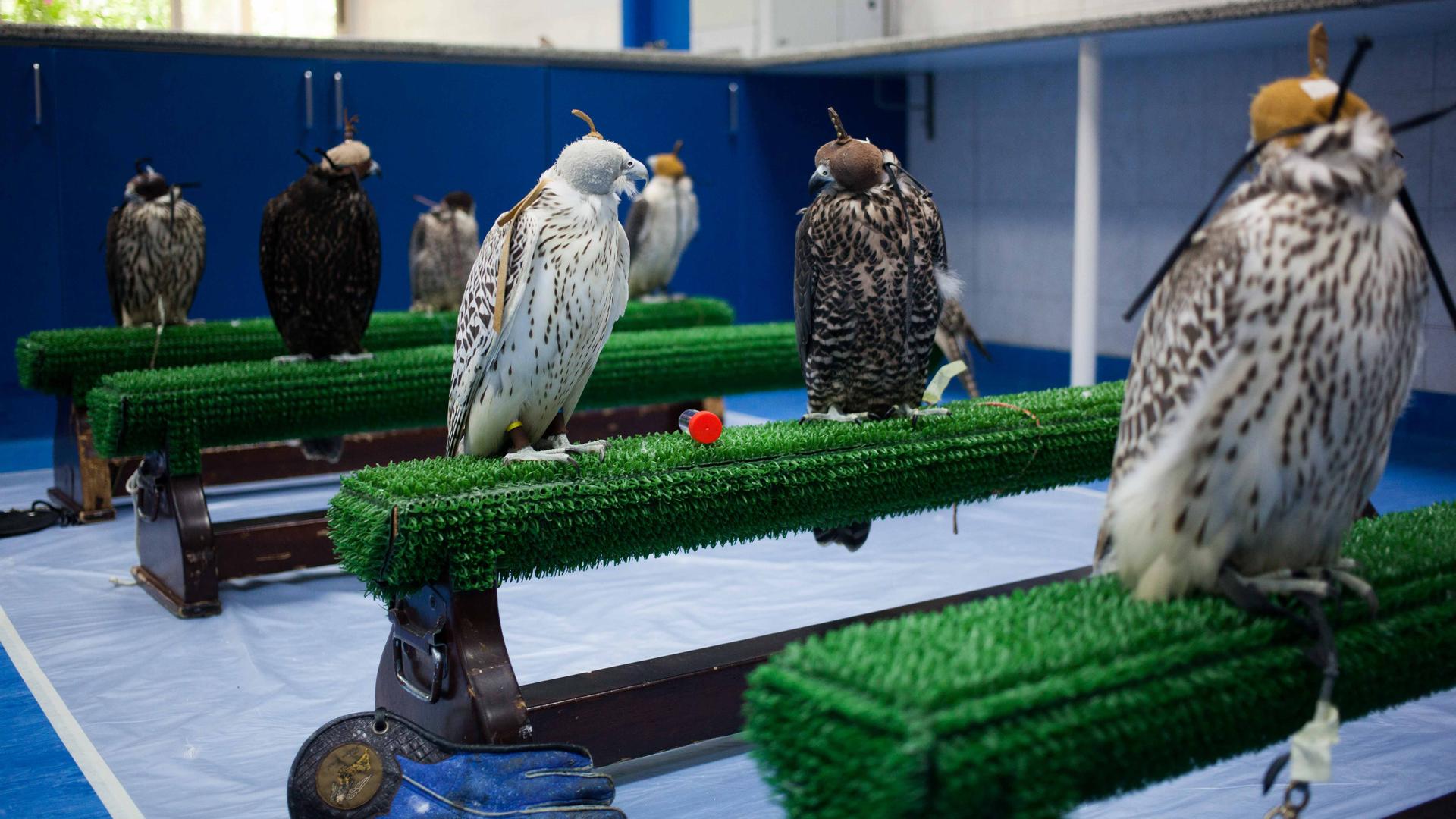 Falcons await treatment at the Abu Dhabi Falcon Hospital. Their eyes are covered to keep them calm.