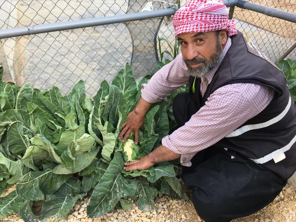 Abu Mohammad shows off his cauliflowers.