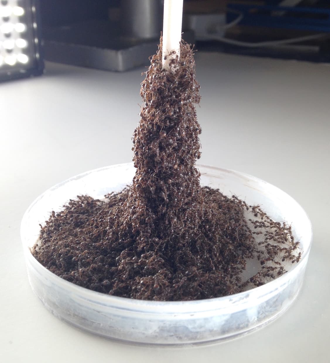 Fire ant tower.
