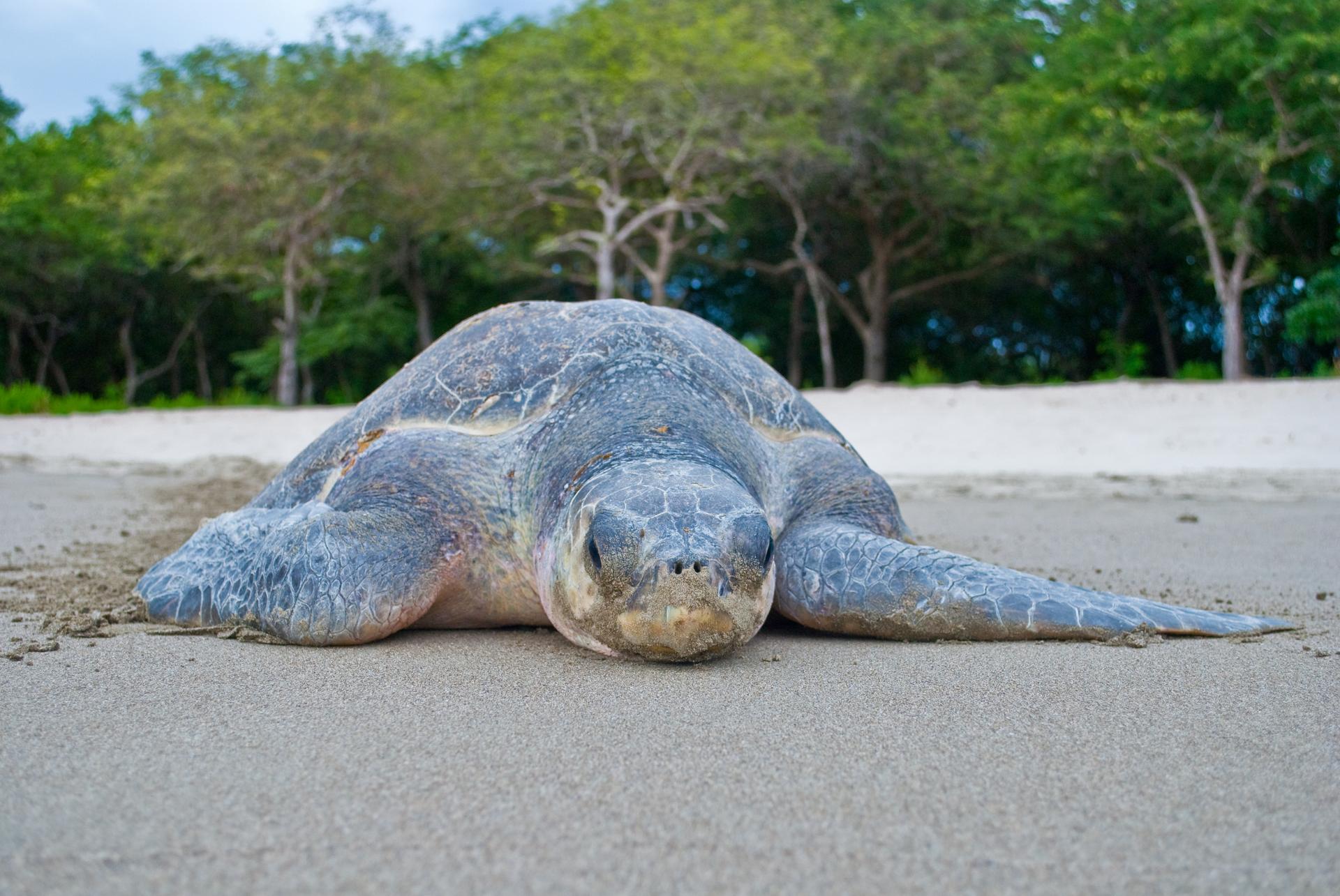 A sea turtle nesting in La Flor, Nicaragua.