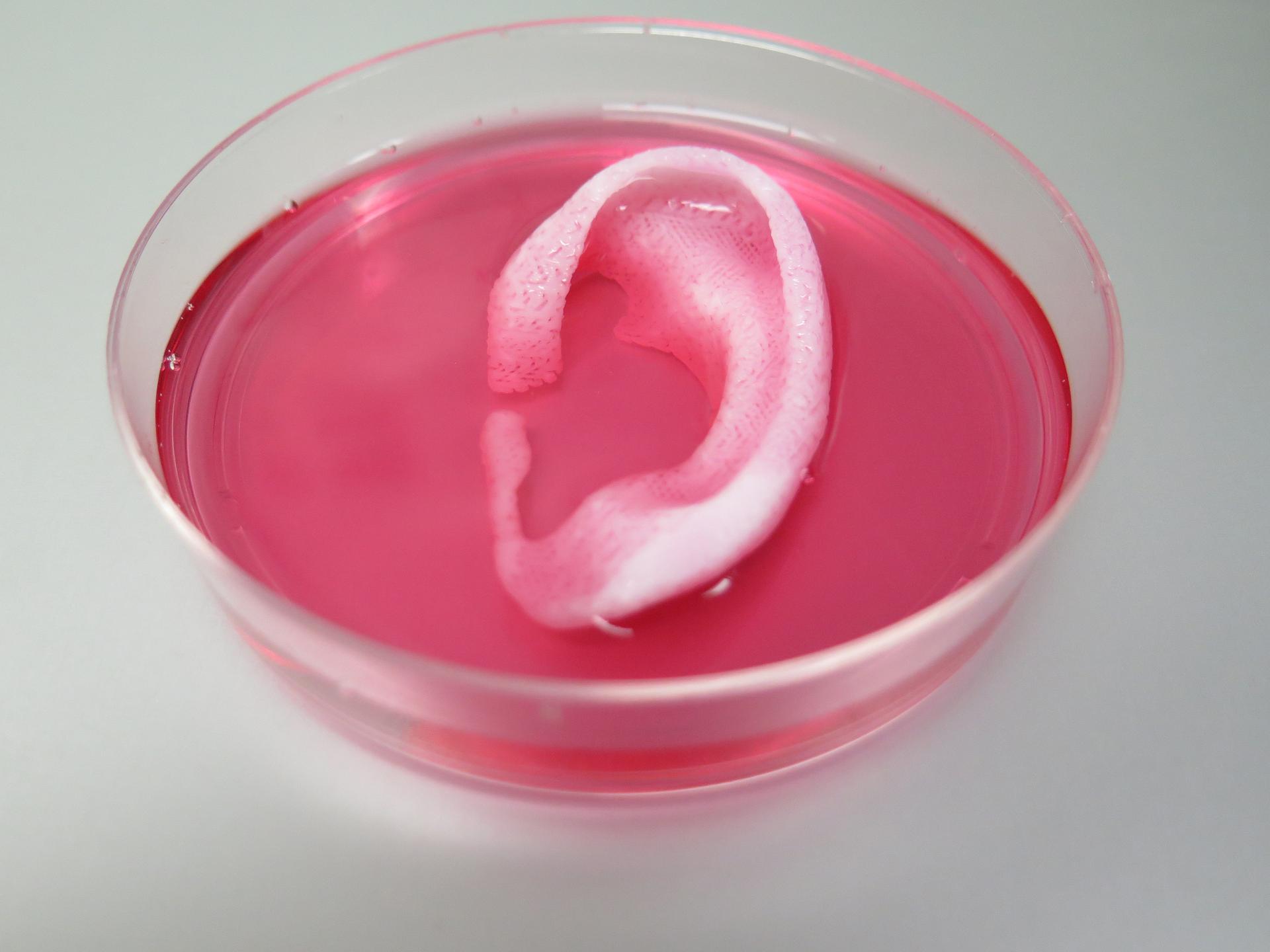 Completed ear structure printed with the Integrated Tissue-Organ Printing System