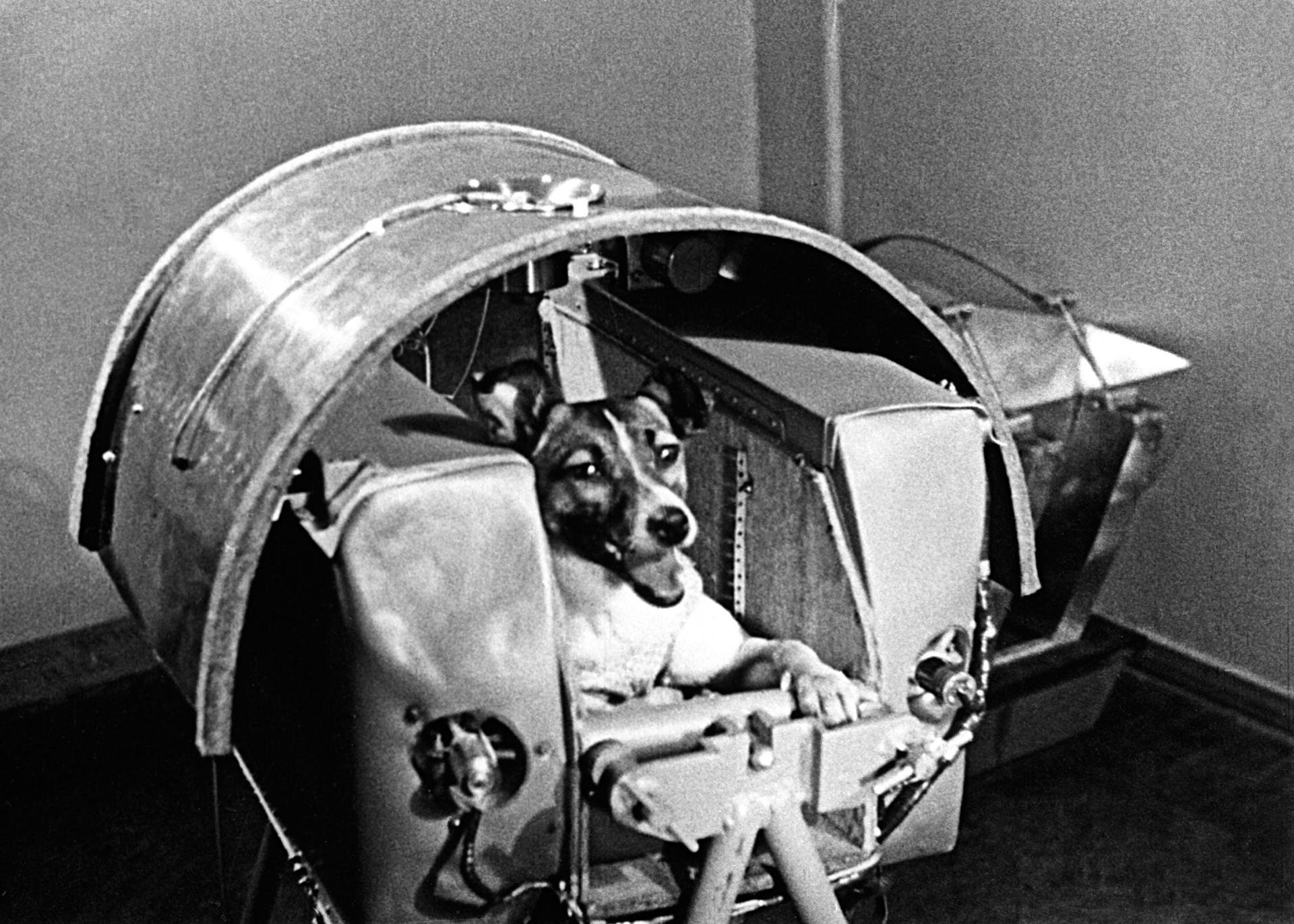 Laika poses in a training capsule.
