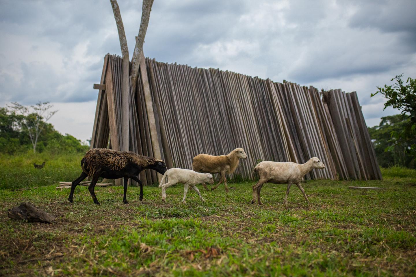 Cattle ranching is a leading cause of deforestation in Colombia.