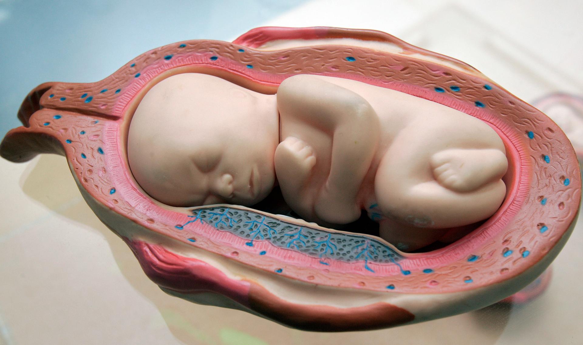 A model of a fetus