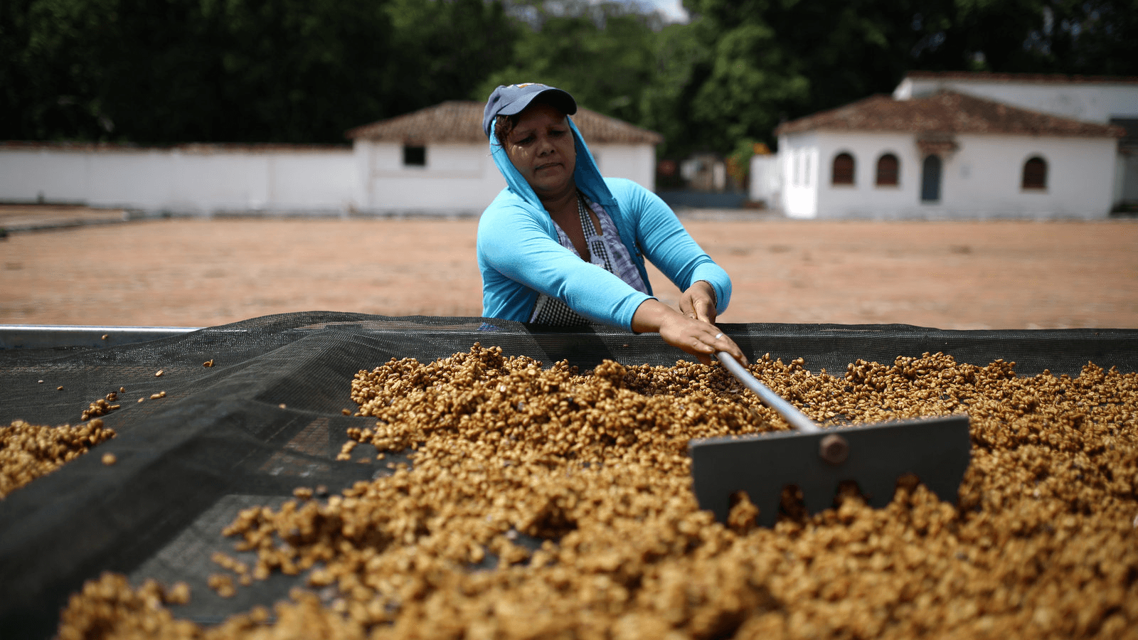 A woman rakes coffee beans in El Salvador.
